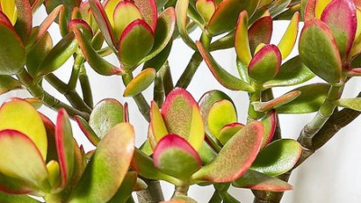 득템! 염좌다육 후기: 초보도 성공🌱 할인 꿀팁 공개!